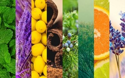 Essential Oils for Reiki