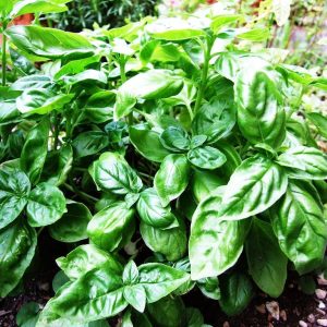 Basil Tincture