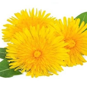 Dandelion Tincture