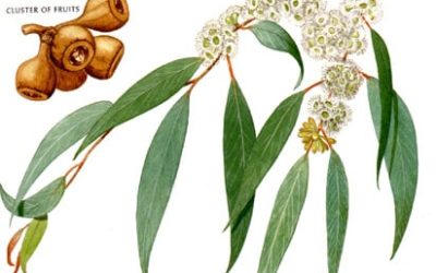 The Psychological Aspects of Eucalyptus Essential Oil