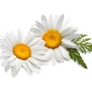 Angel's Mist Chamomile Essential Oil