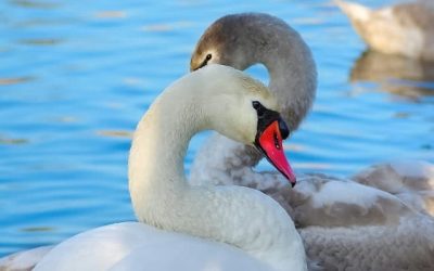Compassion