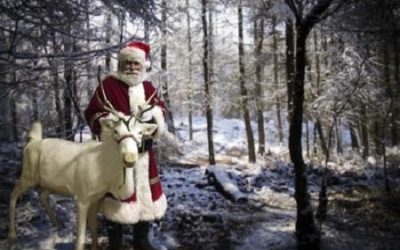 Essential Oils for Christmas