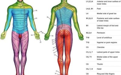 Crystals: Dermatomes and Chakra