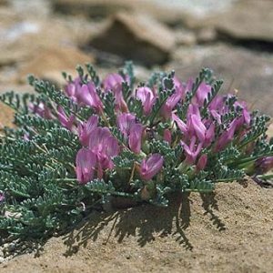 Astragalus Tincture