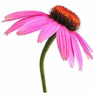 Echinacea Tincture