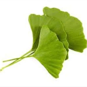 Ginkgo Biloba Tincture