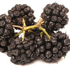Siberian Ginseng Tincture