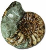 Ammonite