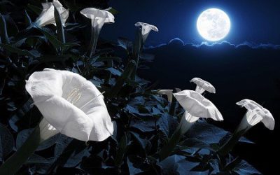 A Garden In the Night: Ideas for a Moon Garden