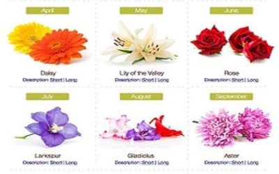 Flower Power: The Color of Flowers