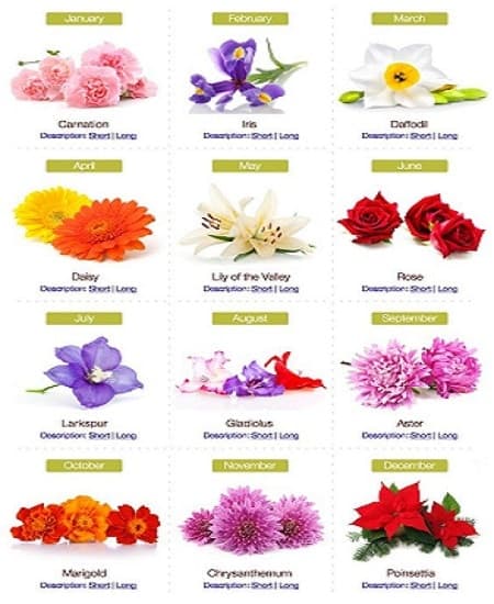 Flower Power: The Color of Flowers | Peacefulmind.com