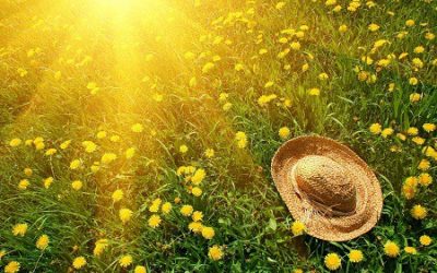 Summer Herbal Medicine Chest