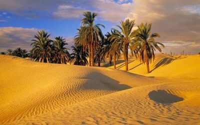 Desert Melodies: An Oasis of Musicalities