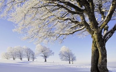 Essential Oils for Winter