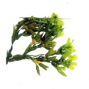 Bladderwrack Tincture