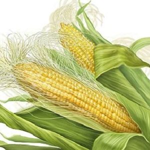 Corn Silk Tincture