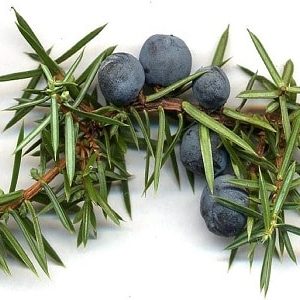 Angel's Mist Juniper Berry Essential Oil