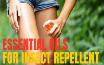 Essential Oils as Natural Insect Repellents