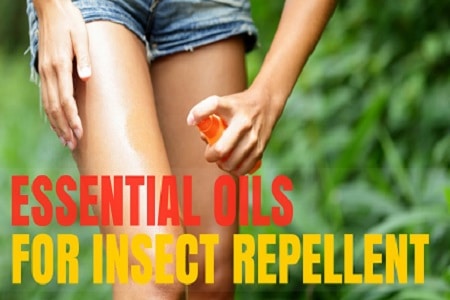 Essential Oils as Natural Insect Repellents