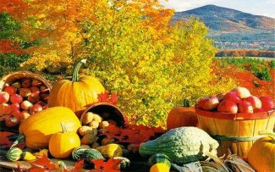 Fall Harvest Bounty
