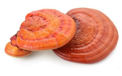 Reishi: The Real Magic Mushrooms