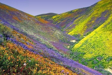 India’s Valley of the Flowers