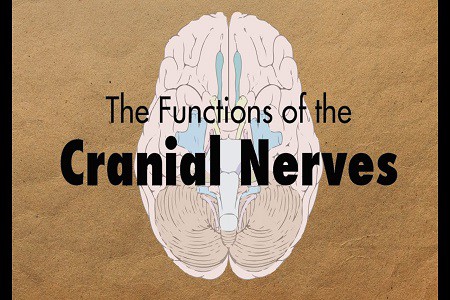 Better Diagnosis: Know the Cranial Nerves